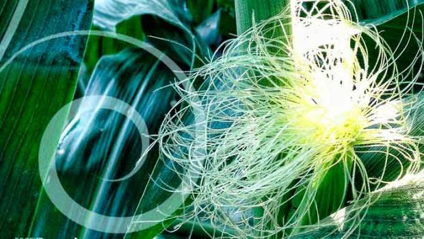 Кукурузные рыльца — лечебные свойства и противопоказания Чем полезны усики от кукурузы