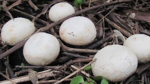 Грибы шампиньоны фото и описание Выращивание грибов шампиньонов в дом условиях