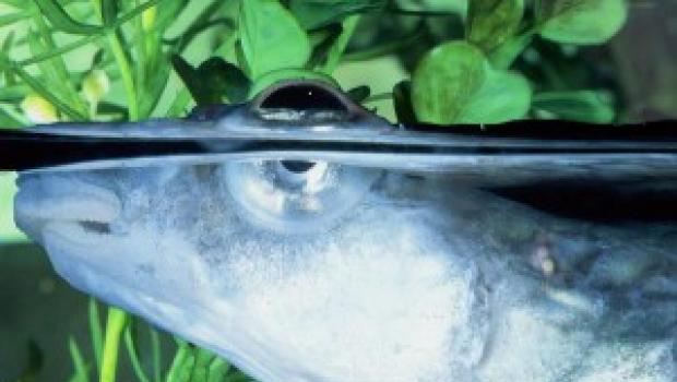 Какое зрение у рыб Подвижны ли глаза у рыб